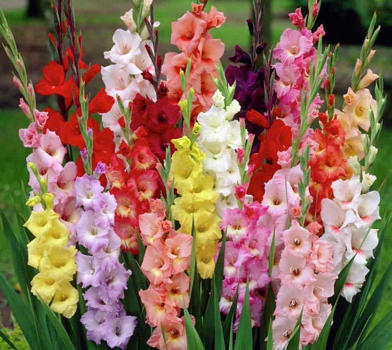 How To Grow Gladiolus In Your Garden