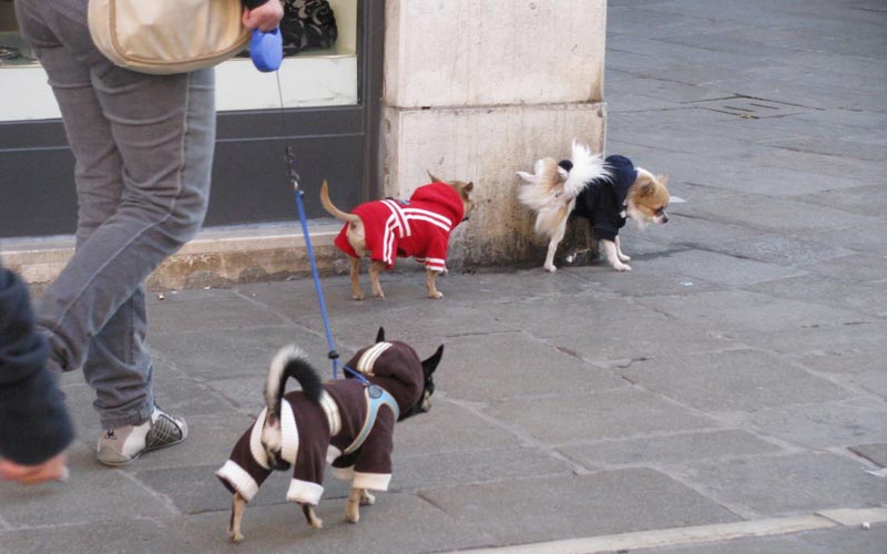 How To Safely Walk Your Dog In The Big City