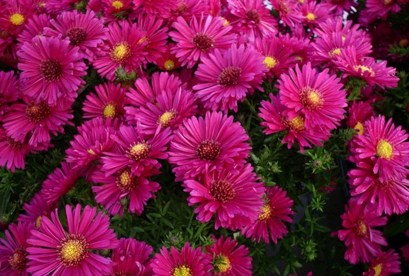 How to Grow Asters