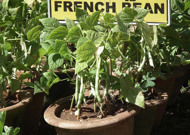 How to Grow French Beans From Seed