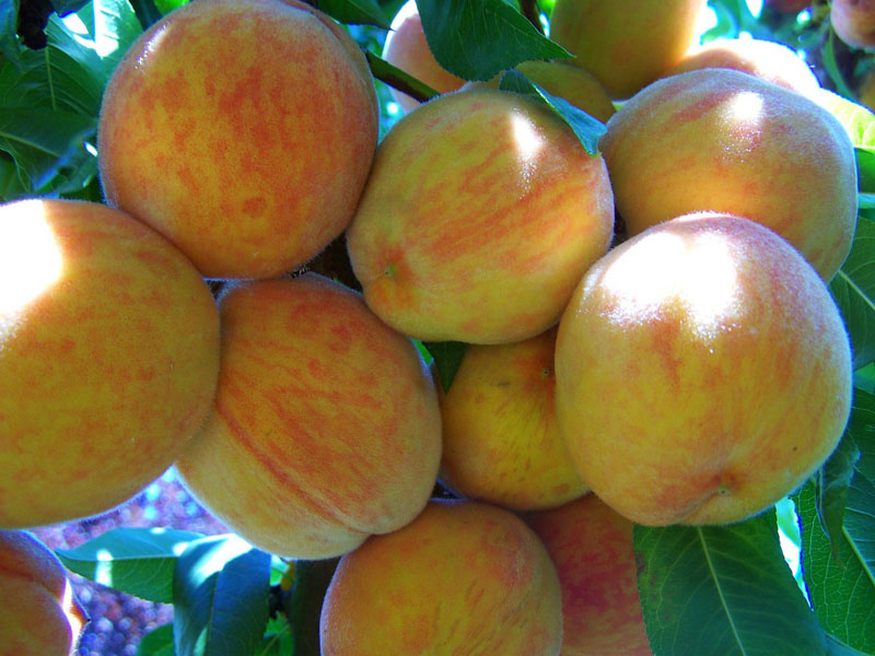 How to Grow Peaches and Nectarines in a Pot