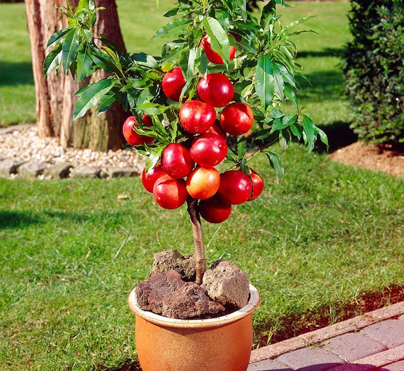 Growing Fruits in Containers