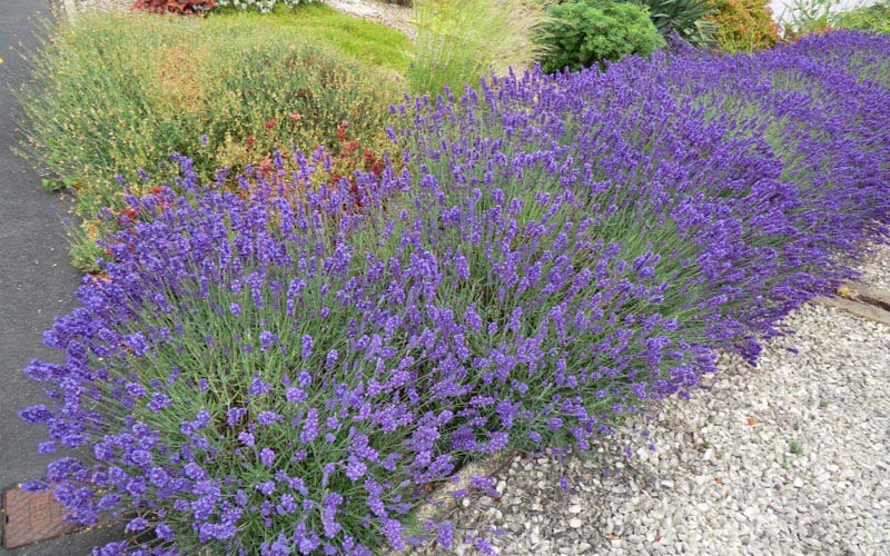 Lavender Hedge - Create and Care