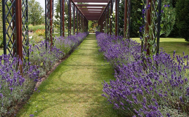 Lavender Hedge - Create and Care