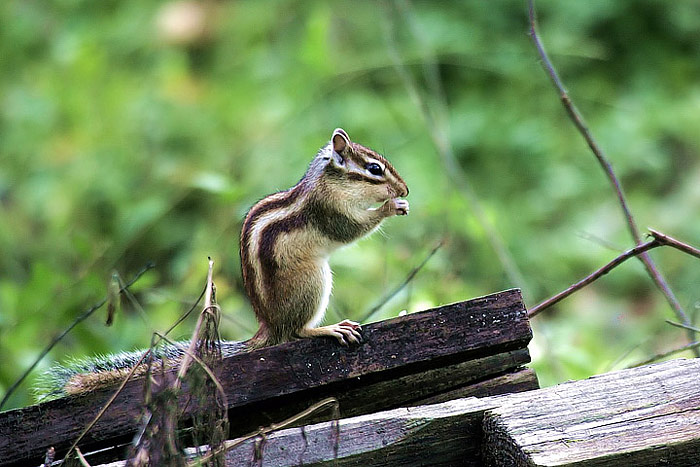 Siberian Chipmunk - Info and Care