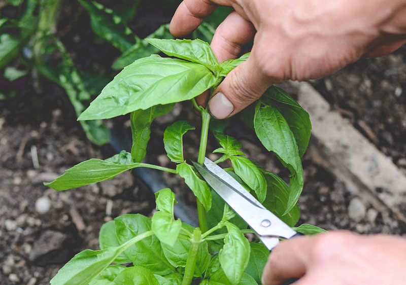 How To Grow Basil Bush Like a Pro