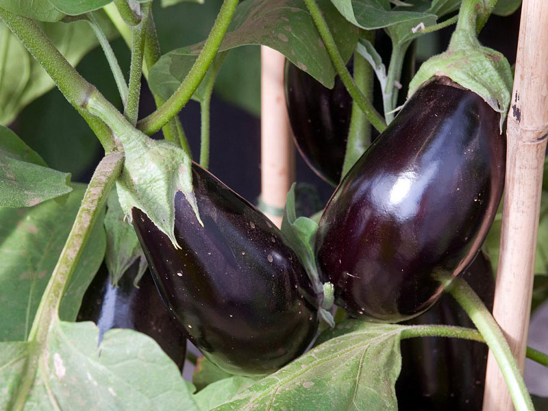 How to Grow Eggplants - Gardening Tips