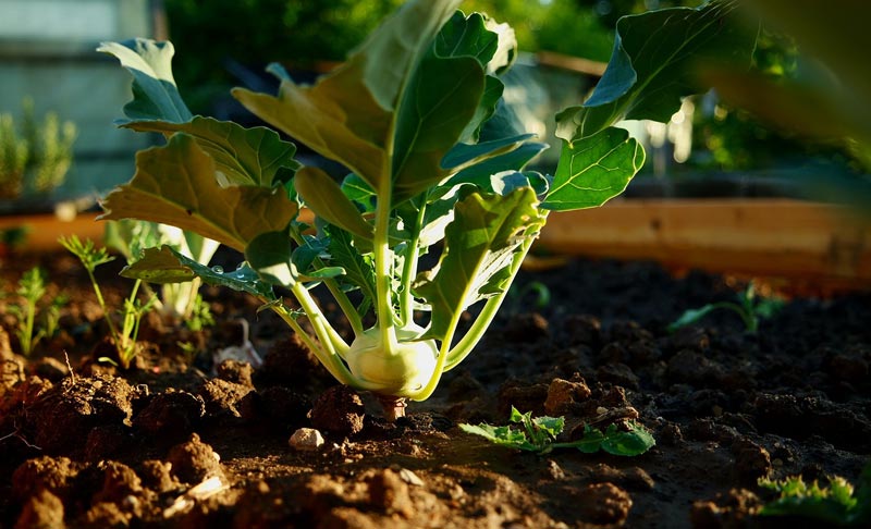 Vegetables to Plant in Early Spring
