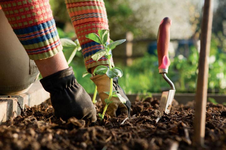Vegetables to Plant in Early Spring - Quiet Corner