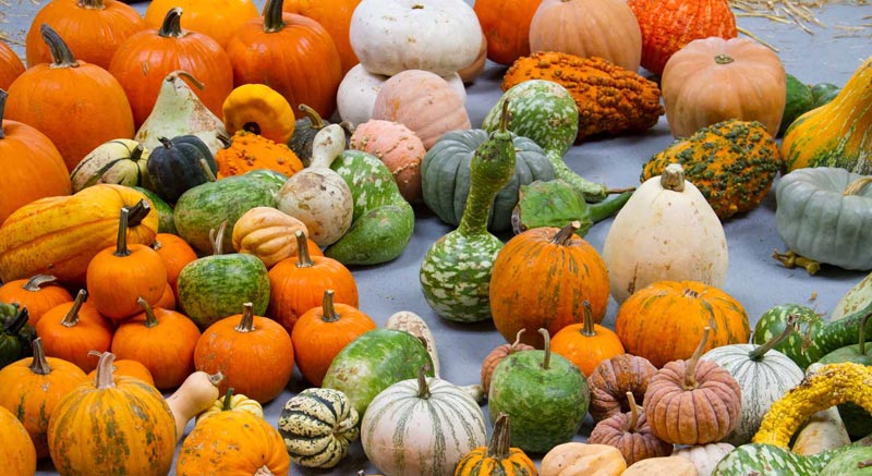 What Is An Heirloom Plant