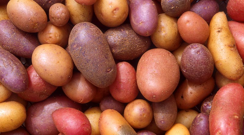 What Is An Heirloom Plant