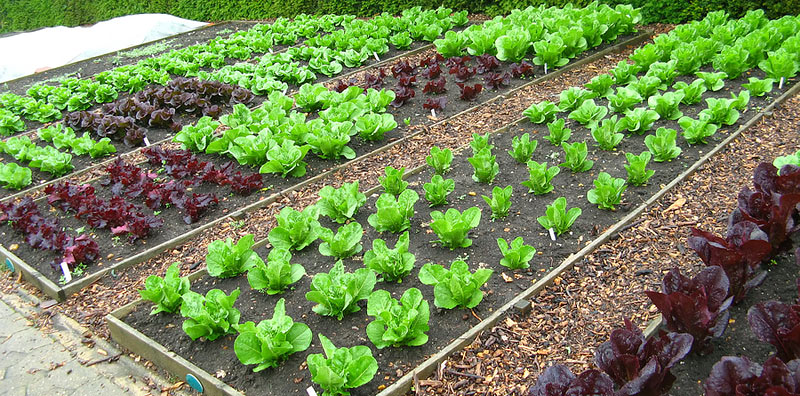 What Is Organic Gardening