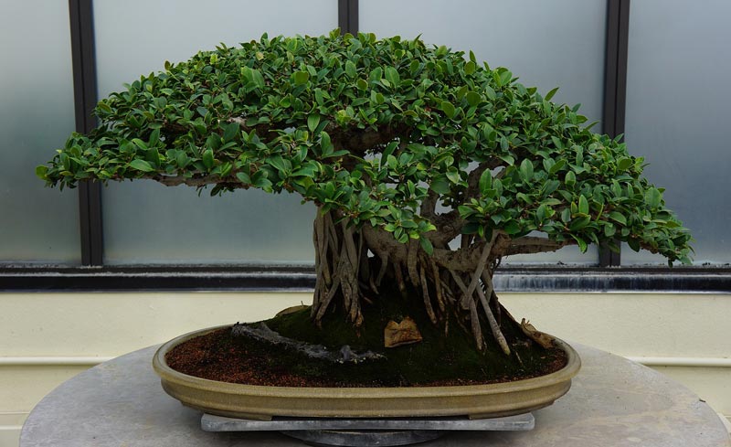 What To Do With Your First Bonsai