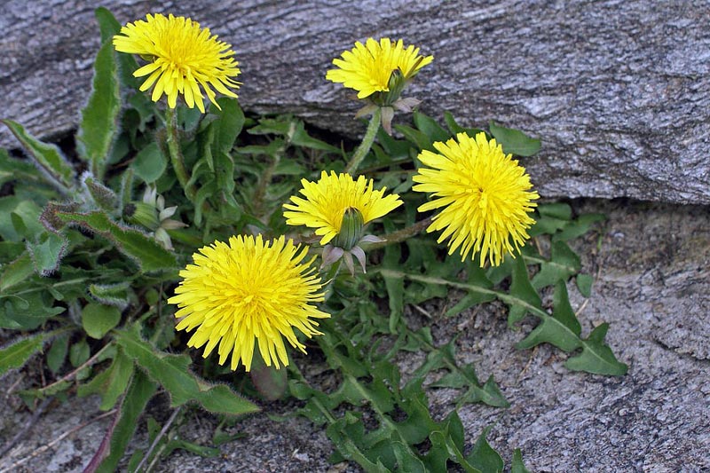 Common Lawn Weeds – How to Handle them
