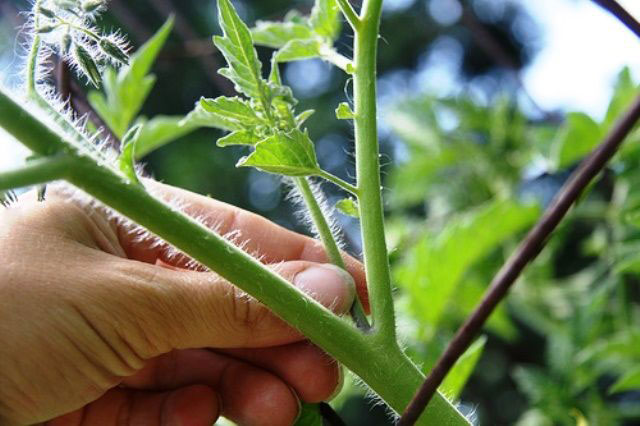 How To Training Tomatoes