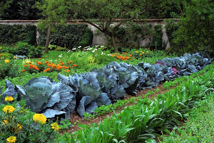 Vegetable Garden – Planning, Designing and Growing