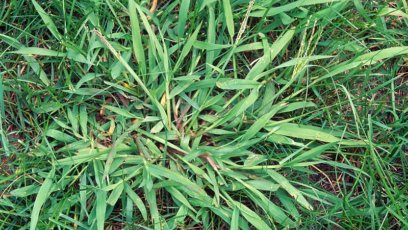 Common Lawn Weeds – How to Handle them