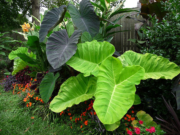 About Elephant Ear Plants