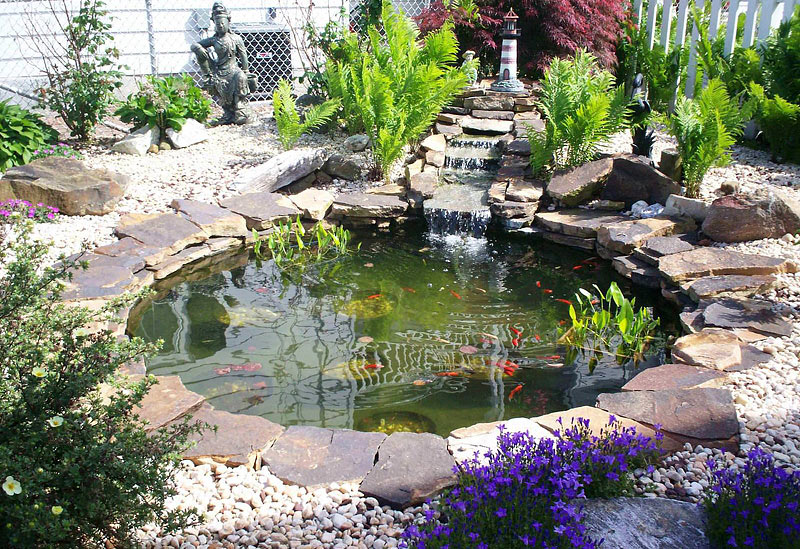 The Water Garden - Care & Feeding of Pond Fish