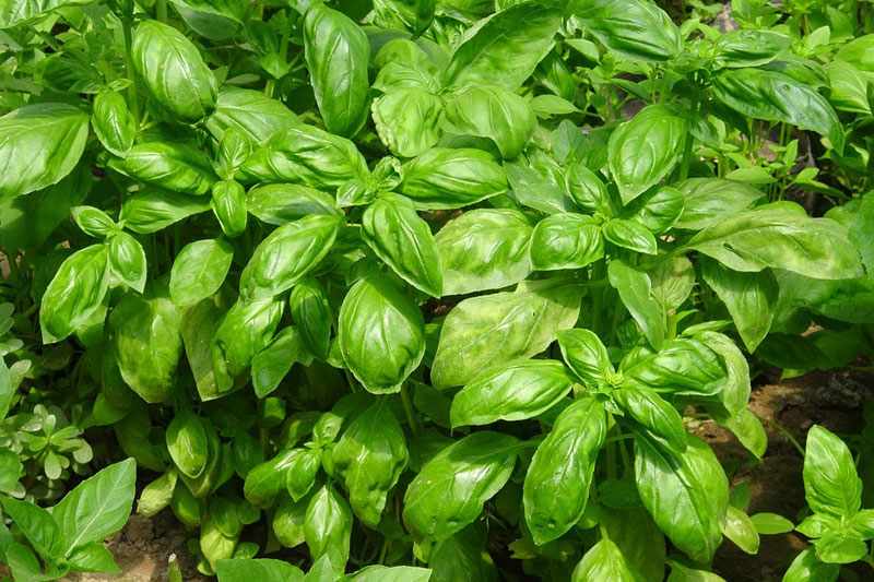 How To Grow Basil Bush Like a Pro