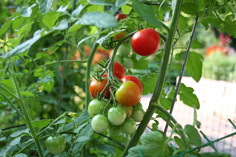 Gardening - Follow Nature's Signs!