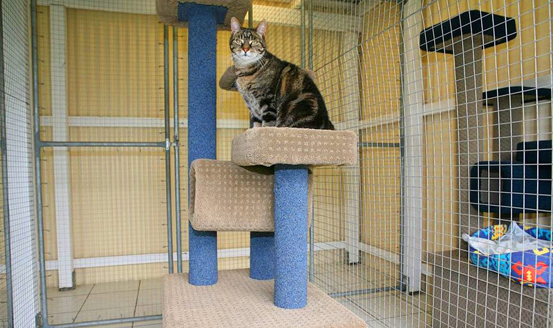 Arrange the Best Cat Accommodation for Your Kitty