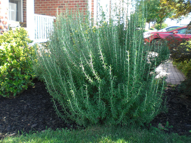 Rosemary Herb - Growing Guide