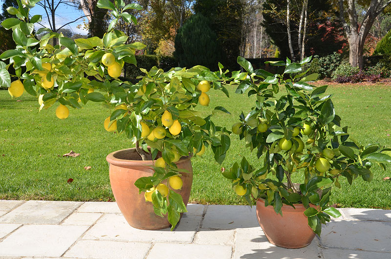 How To Grow Citrus in Containers