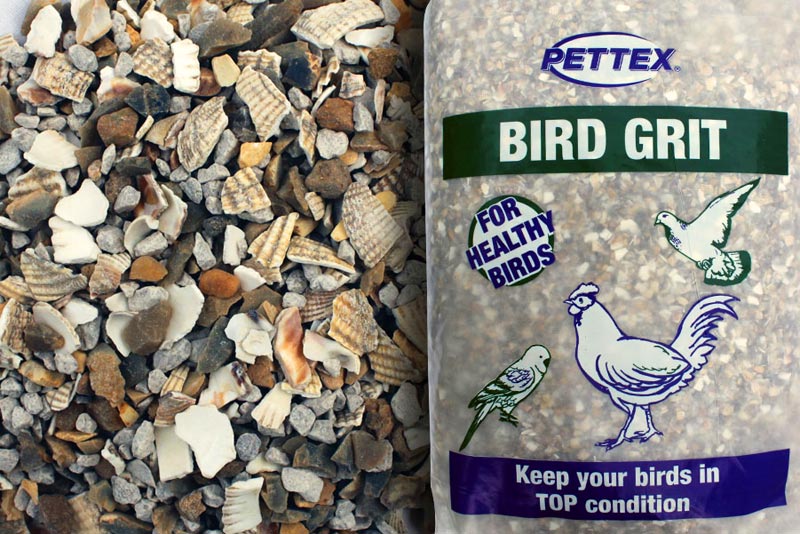 Do birds need grit?