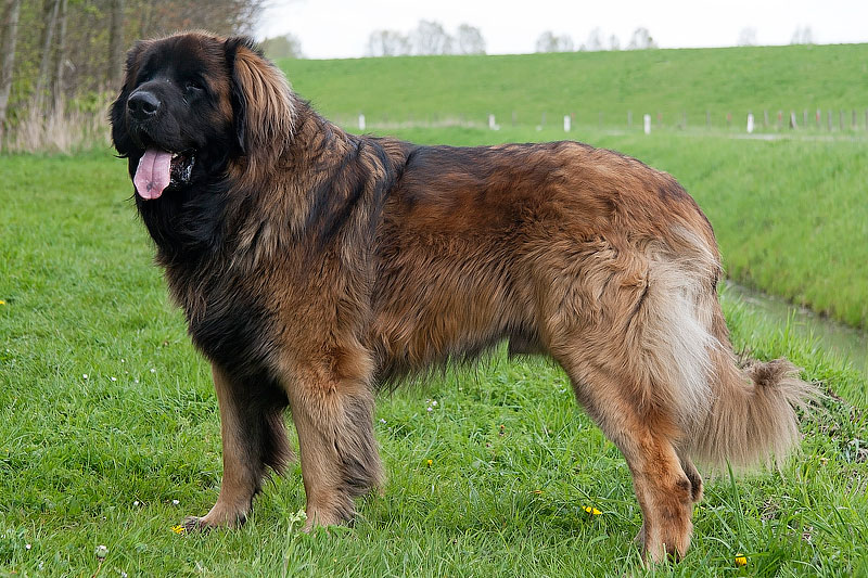 Newfoundland Dogs - Breed Info