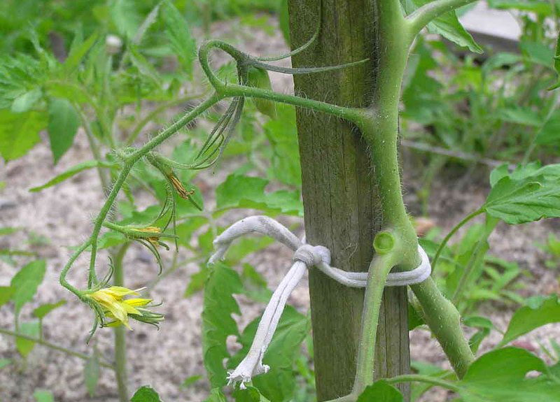 How To Training Tomatoes