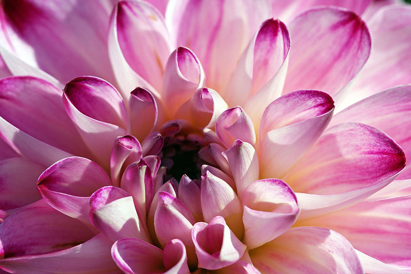 Guide To Growing Gorgeous Dahlias