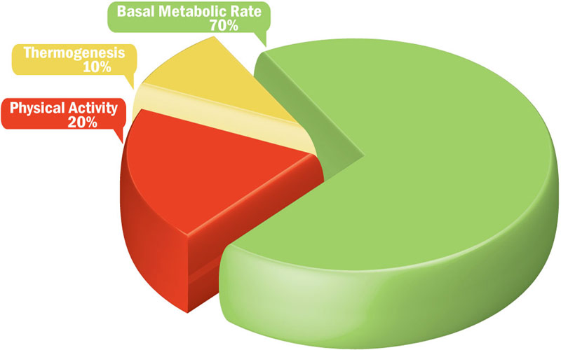 Fitness and Food - Nutrition Plan Guide