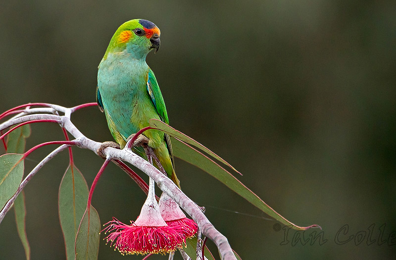 Australian Lorikeets - Informations