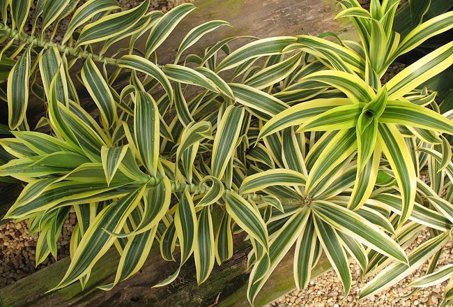 Dracaena Reflexa - The Song of India