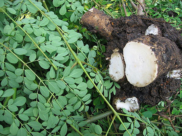 How to Grow Moringa Tree