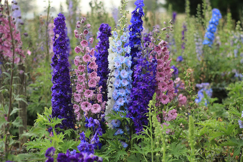 Beautiful Delphiniums - How to Grow