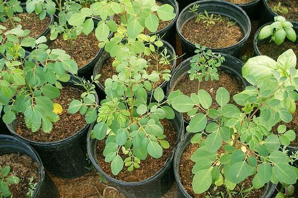 How to Grow Moringa Tree