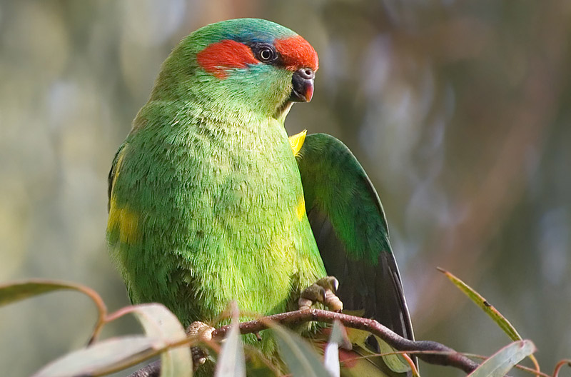 Australian Lorikeets - Informations