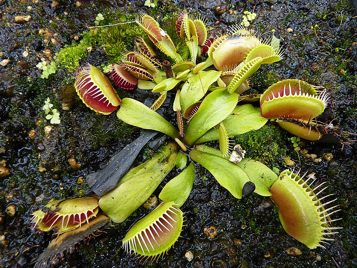 About Carnivorous Plants