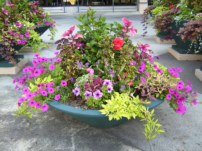 Create a Container Garden