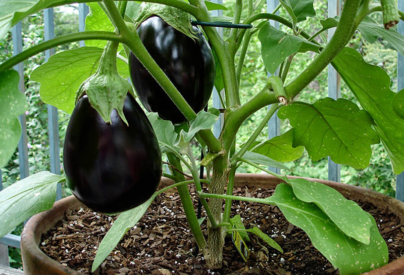 How to Grow Eggplants - Gardening Tips