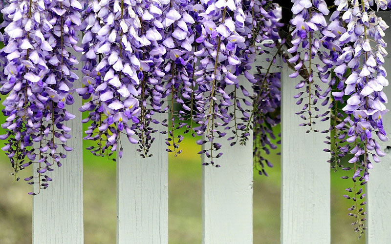 High Climbers - Wisteria Growing Guide