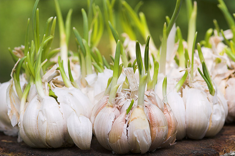 Garlic - Growing Guide 