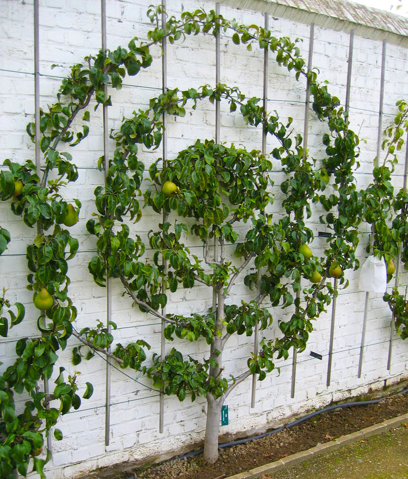 Spice Your Backyard - Espalier