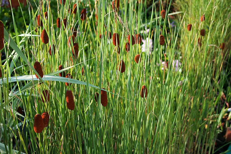 Selecting Water Garden Plants