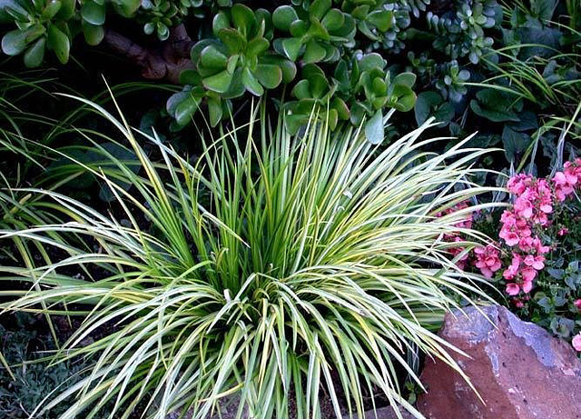 Plants That Add Structure to Shady Garden Beds
