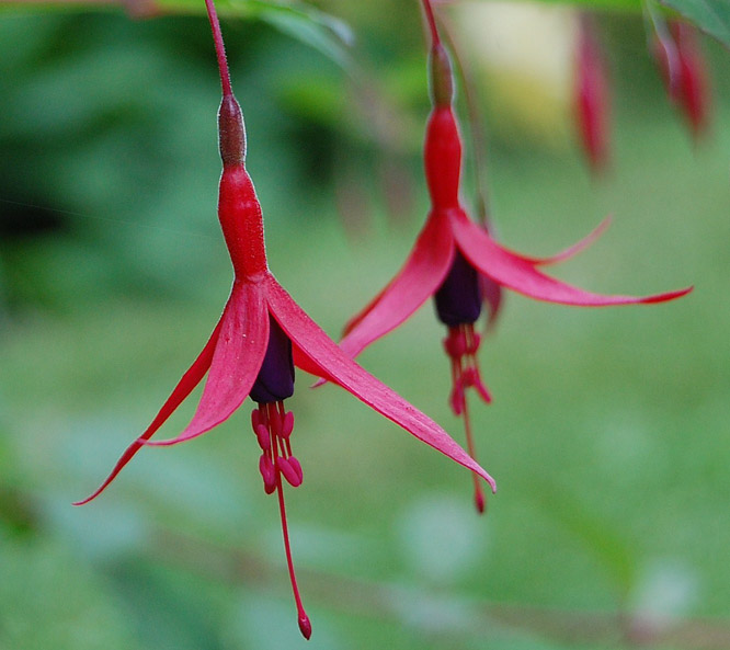 Attracting Hummingbirds to Your Garden 