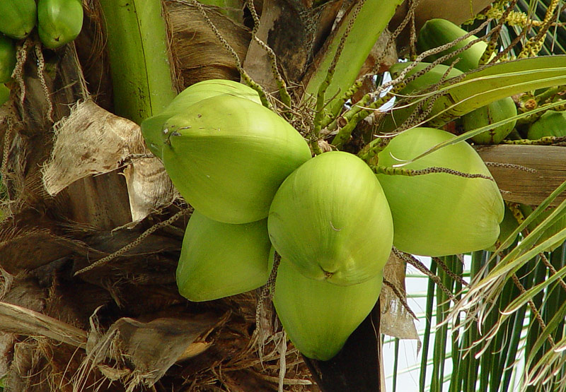 Coconut Nutritional Benefits