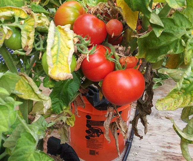 DIY - Self Watering Tomato Buckets